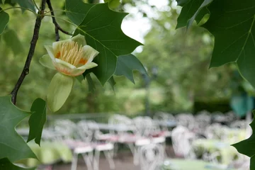 Papier Peint photo autocollant Magnolia Der Tulpenbaum im Sommer - Liriodendron tulipifera
