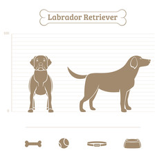 Labrador Retriever on the dimensional scale. Items for dogs. Face and profile. Vector illustration.