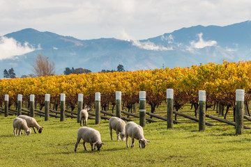 Naklejka premium sheared sheep grazing in autumn vineyard with mountains in background