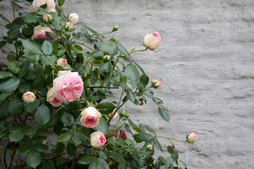 Rosen vor dem Mauer