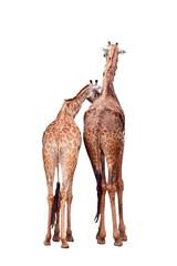 Giraffe / Giraffe stand on white background.