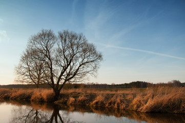 The image of tree and river.