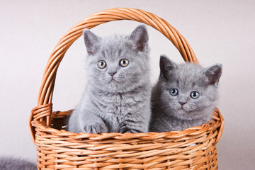 Fototapeta na wymiar Several gray kitten British cat and basket