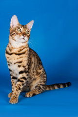 Striped red cat on a blue background bengal