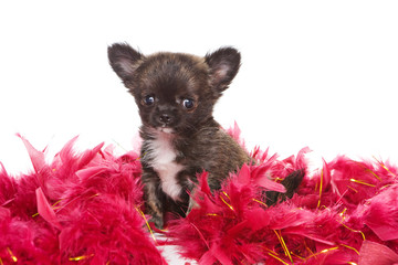 White chihuahua puppy and red feathers (isolated on white)