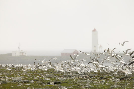 Flock of gulls, Berlevag, Norway.