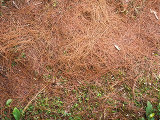 Dry pine needles on the ground