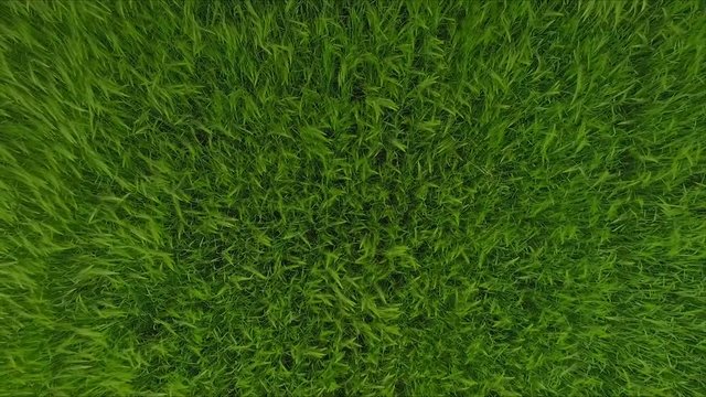 Aerial footage of Green Wheat Field Grass Waves Moved by Summer Wind. Nature Background.