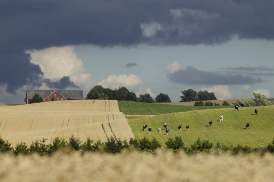 Cows on the Swedish countryside, Bara, Skane, Sweden.