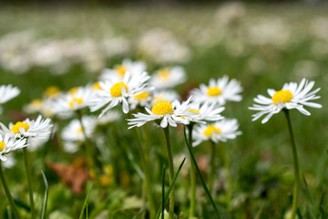 Switzerland, may 2015 Field of daisy