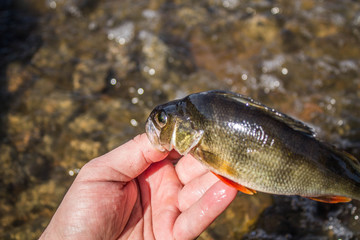 fish perch in the hand of angler