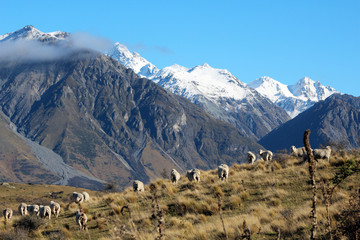 sheep in front of snow covered mountains, canterbury, new zealand