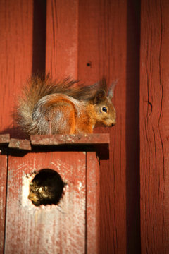 A squirrel on a nesting box, Sweden.
