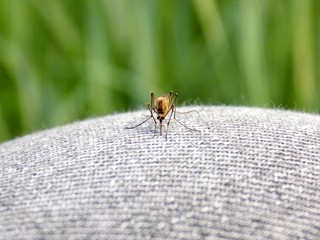 Mosquito on jeans