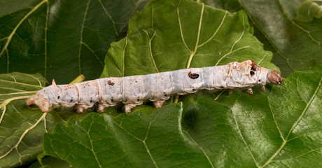 Silkworms on Mulberry leaves
