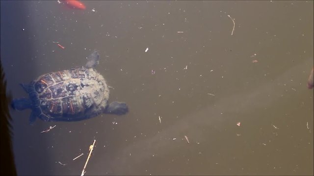 Wasserschildkr&ouml;te