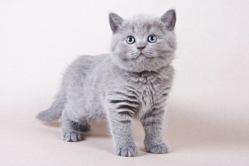 Fototapeta na wymiar Gray British kitten