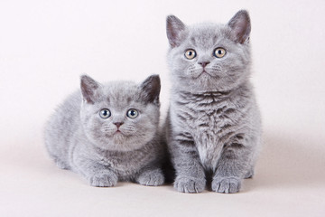 Fototapeta na wymiar Several gray kitten British cat