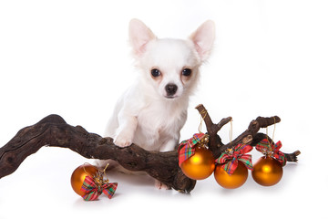 White chihuahua puppy isolated on white