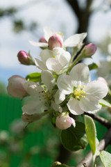 Obraz premium apple flowers