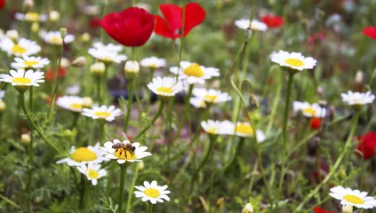 Foto auf Acrylglas Gänseblümchen A bee working on flower field (poppy and daisy field)