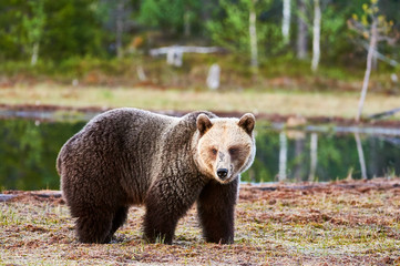 Fototapeta premium Brown bear in the forest