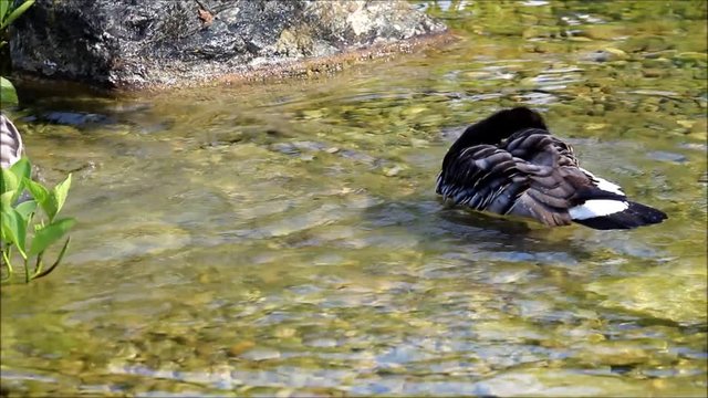 Wasserv&ouml;gel beim Baden HD