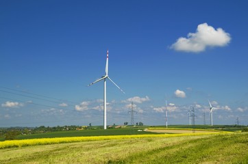 Field with rape, corn and windmills