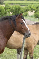 Fototapeta premium the grass in always greener