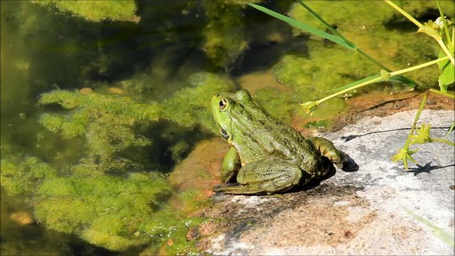 Frosch am Teich 3