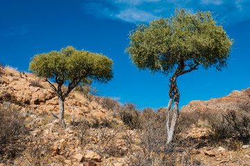 Bäume im Naukluft-Gebirge; Namibia