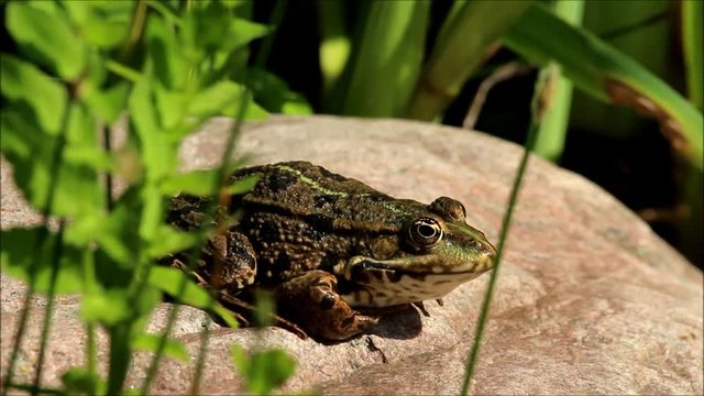 Frosch am Teich HD