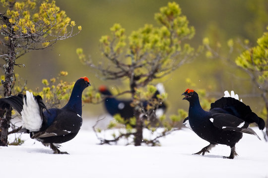 Black grouse on a bog, Sweden.