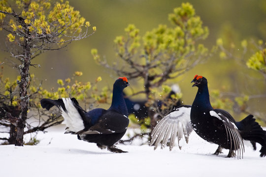 Black grouse on a bog, Sweden.