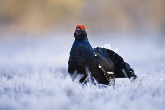 Black grouse on a bog, Sweden.