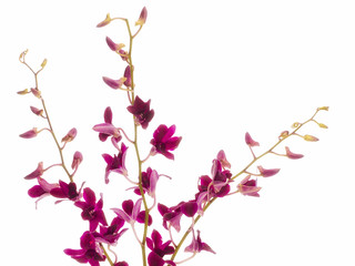 dendrobium tropical orchids