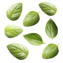 Set of fresh basil leaves isolated on white