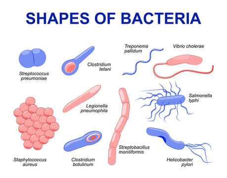 Bacteria Shapes Images – Browse 60,572 Stock Photos, Vectors, and Video ...