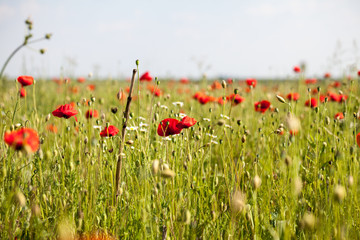 Fototapeta na wymiar Field with poppies (Papaver rhoeas)