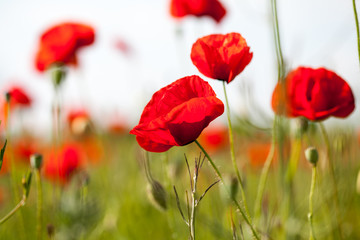 Plakat Field with poppies (Papaver rhoeas)
