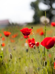 Obraz premium Field with poppies (Papaver rhoeas)