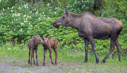 Cow moose and twin calves
