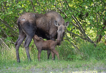 Moose Calf Feeding