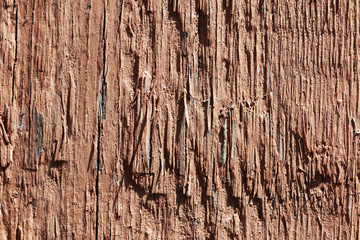 Wood tree texture background