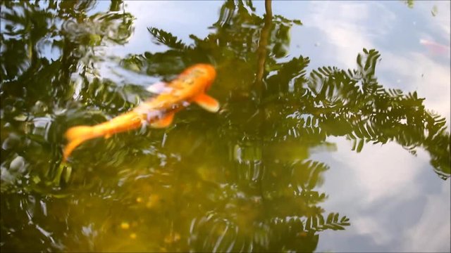 Koi Karpfen im Teich 2 - HD