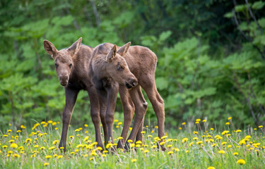 Twin moose calves