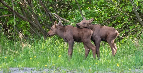 Twin moose calves