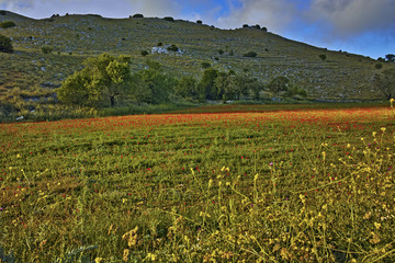 Rural landscape of mountain of Lefkada with meadow with poppies,  Ionian Islands, Greece