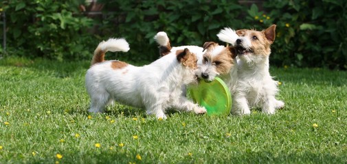 Jack Russell Terrier spielen im Garten