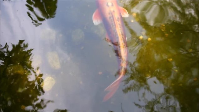 Koi Karpfen im Teich HD